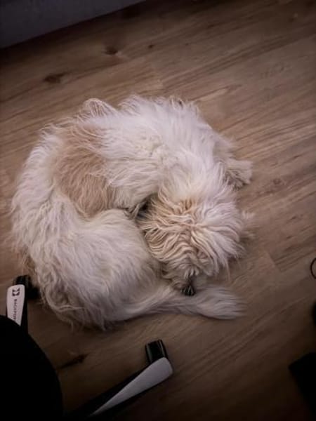 Luna sucht ein ländliches Zuhause