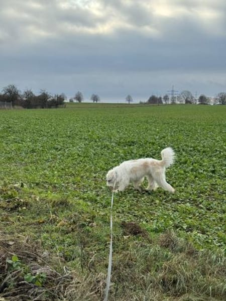 Luna sucht ein ländliches Zuhause