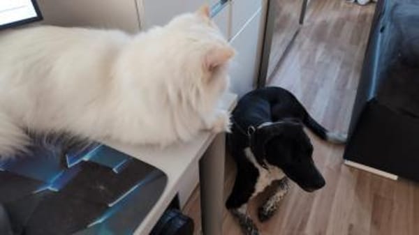 Nando  auf der Suche nach Liebe