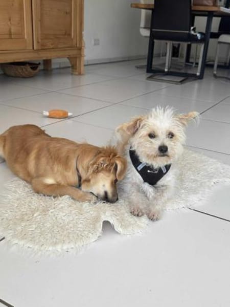 Lexie, kleines Flauscheöhrchen 🐾