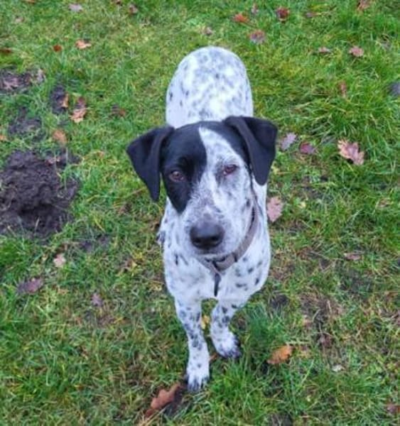 Bronco2 sucht einen Gnadenplatz