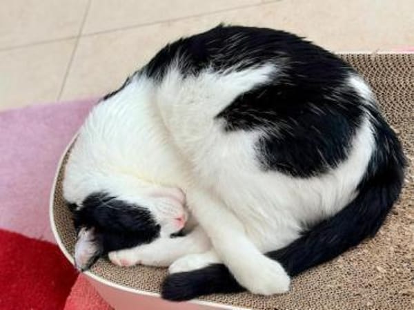 Andreas, großer Schmusekater, ca. 4 Jahr