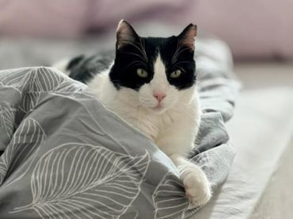 Andreas, großer Schmusekater, ca. 4 Jahr