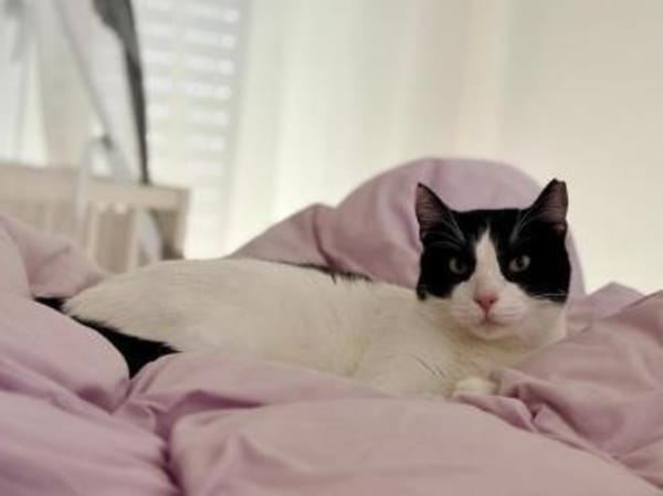 Andreas, großer Schmusekater, ca. 4 Jahr