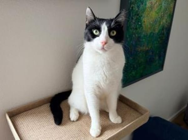 Andreas, großer Schmusekater, ca. 4 Jahr