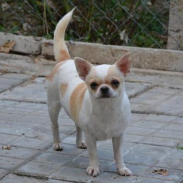 CAISY - kleine liebe ruhige Hündin