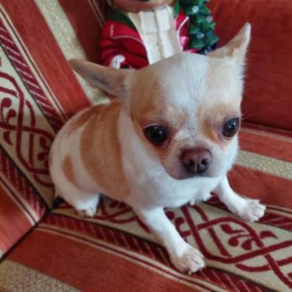 CAISY - kleine liebe ruhige Hündin