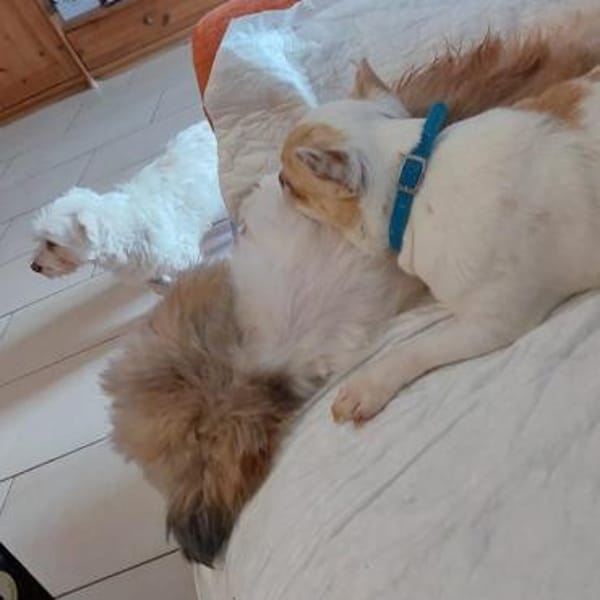 CAISY - kleine liebe ruhige Hündin