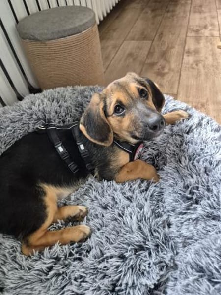 zuckersüsser, verspielter Franz