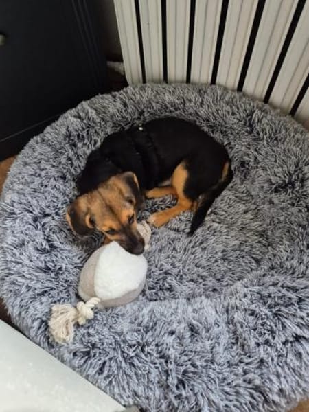 zuckersüsser, verspielter Franz