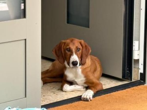 VIKTOR - verliert sein Zuhause!