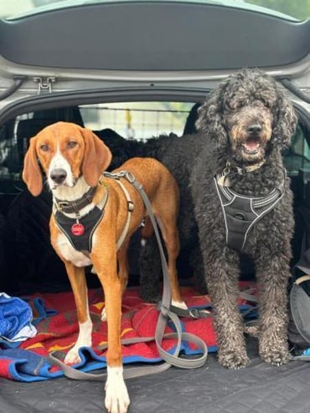 VIKTOR - verliert sein Zuhause!