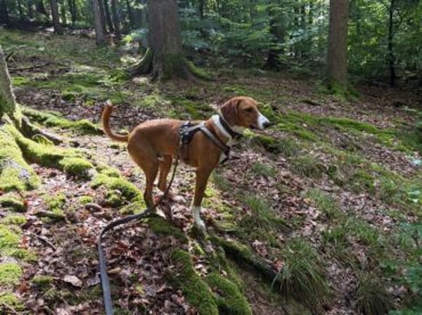 VIKTOR - verliert sein Zuhause!