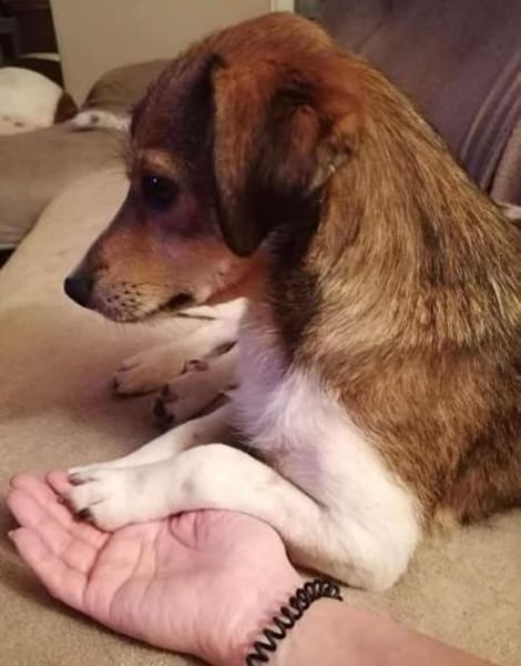 Hedda- eine zarte Hundeseele....