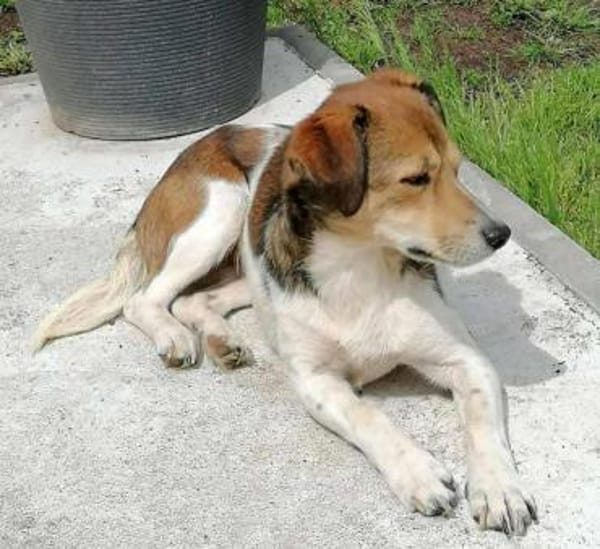 Hedda- eine zarte Hundeseele....