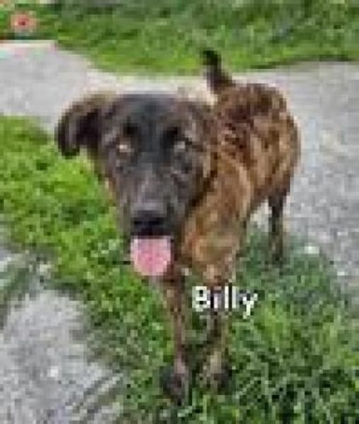 BILLY