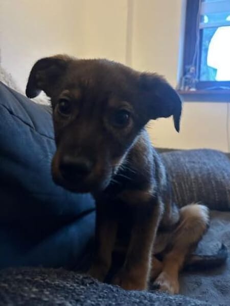 TAAVI * lustiger Wirbelwind