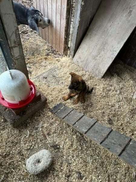 TAAVI * lustiger Wirbelwind