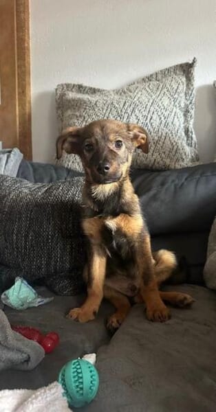 TAAVI * lustiger Wirbelwind