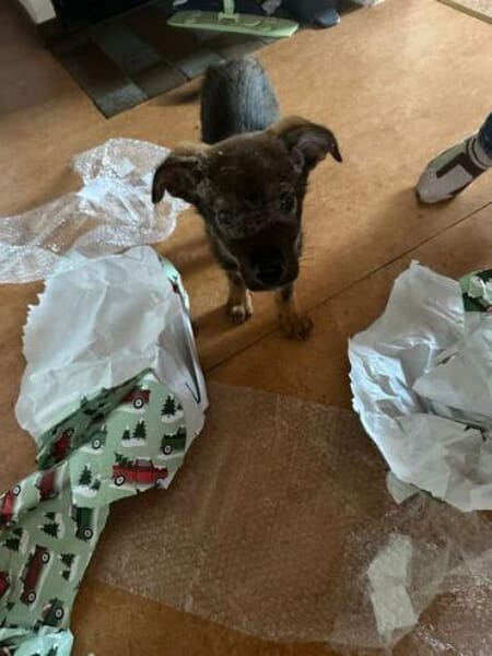 TAAVI * lustiger Wirbelwind