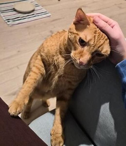 Einzel- oder Zweitkater Gunnar