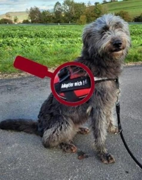 Wo findet YLVI ihr Glück?