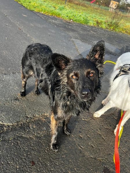 Fino, menschenbezogen, 45 cm 16 Kg