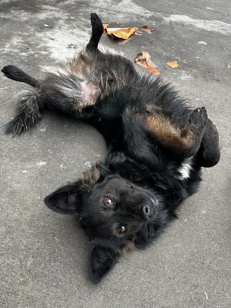 Fino, menschenbezogen, 45 cm 16 Kg