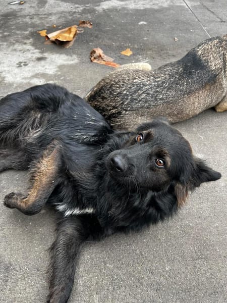 Fino, menschenbezogen, 45 cm 16 Kg