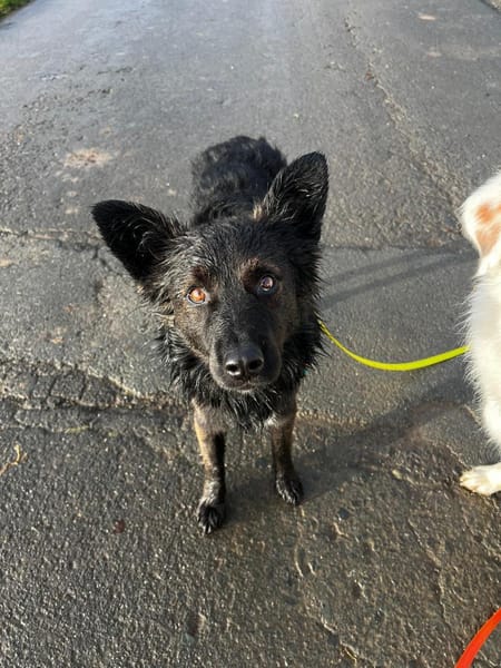 Fino, menschenbezogen, 45 cm 16 Kg