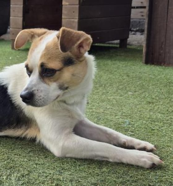 THOR ❤ der perfekte Familienhund