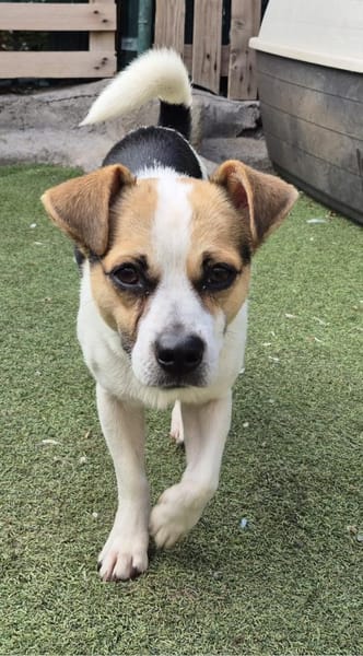 THOR ❤ der perfekte Familienhund