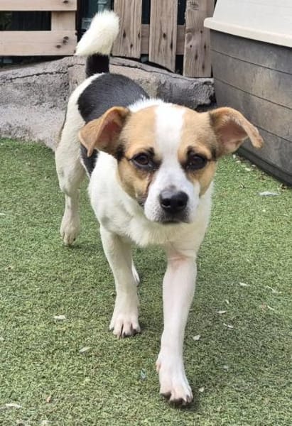 THOR ❤ der perfekte Familienhund