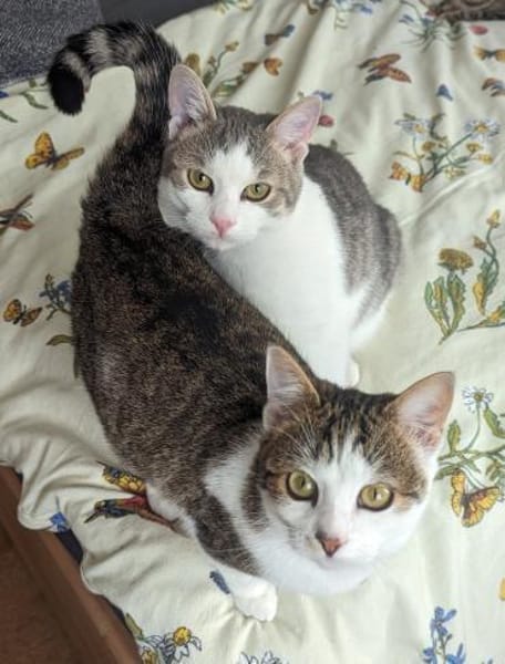 Luna und Luis  gemeinsames Glück?