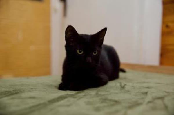 Katzenkind Salem sucht sein Zuhause!