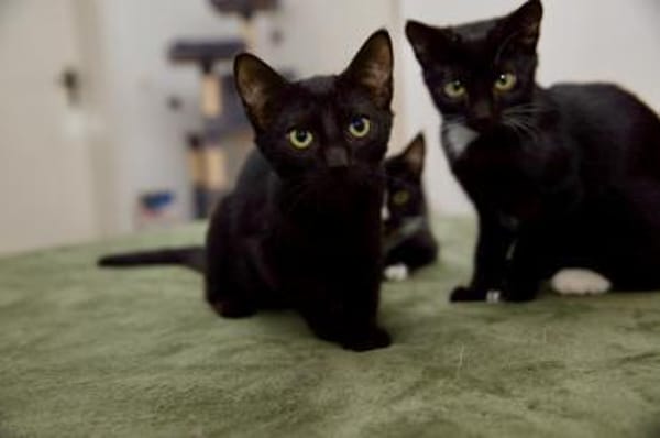 Katzenkind Salem sucht sein Zuhause!