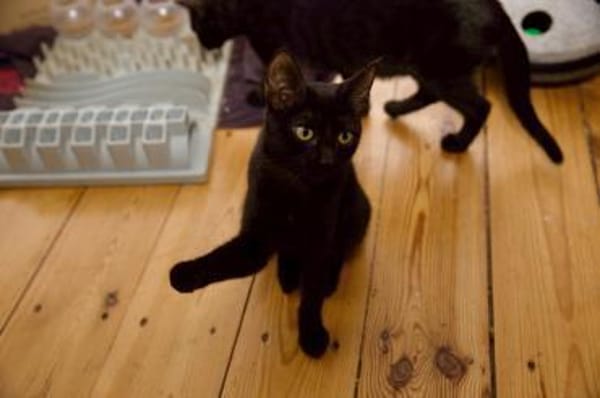 Katzenkind Salem sucht sein Zuhause!