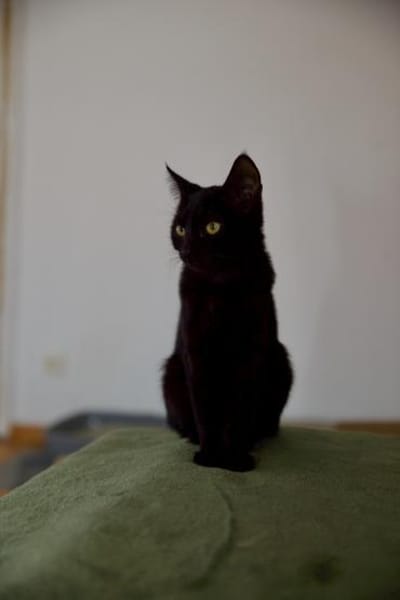 Katzenkind Salem sucht sein Zuhause!