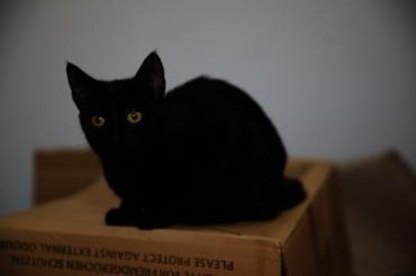 Katzenkind AMAYA sucht ihr Zuhause!