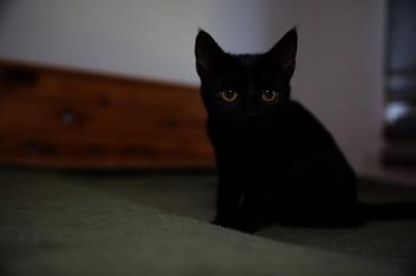 Katzenkind AMAYA sucht ihr Zuhause!