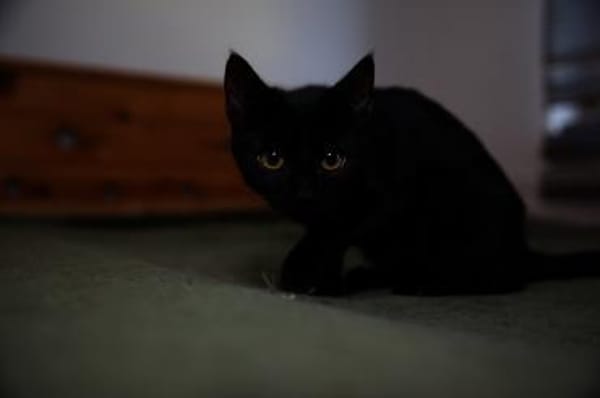 Katzenkind AMAYA sucht ihr Zuhause!