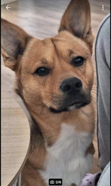 Teddy sucht sein Zuhause