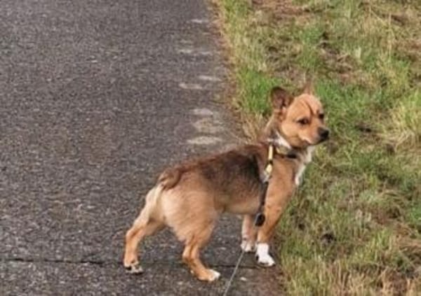 Teddy sucht sein Zuhause