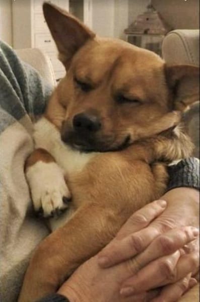 Teddy sucht sein Zuhause