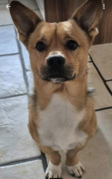 Teddy sucht sein Zuhause