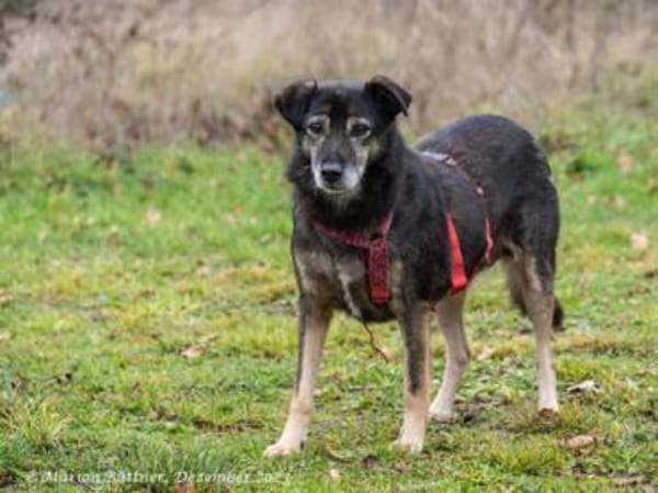 Coco geht entspannt an der Leine