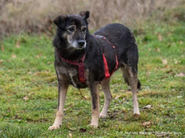 Coco geht entspannt an der Leine