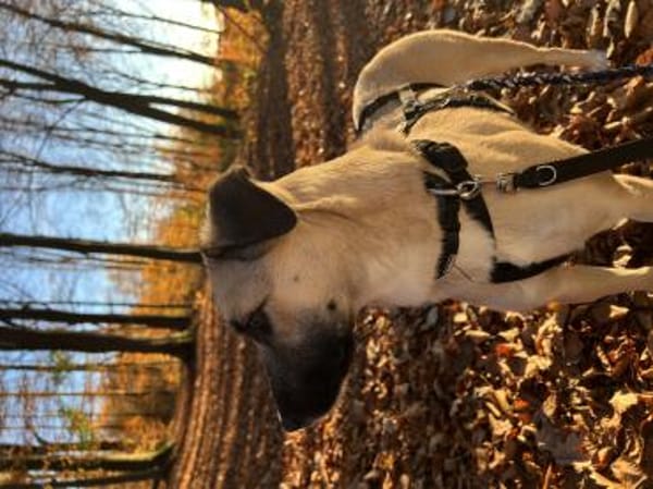 Fary, geb. ca. 02/2024, 58332 Schwelm