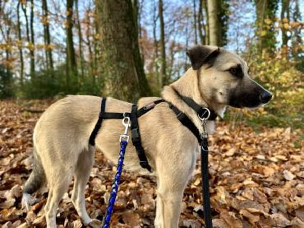 Fary, geb. ca. 02/2024, 58332 Schwelm