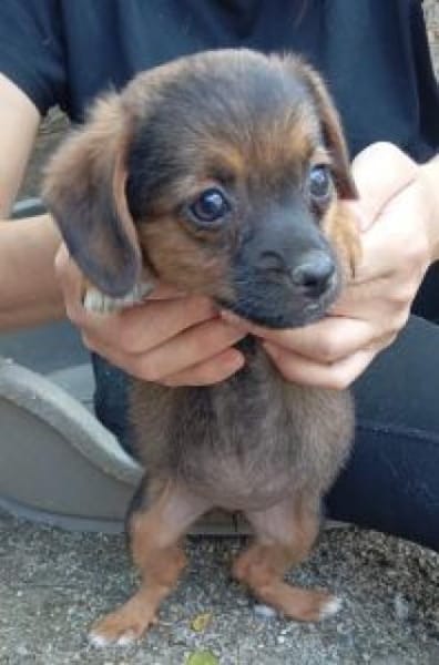 Olga 30 cm (Okt 25) Pflegestelle